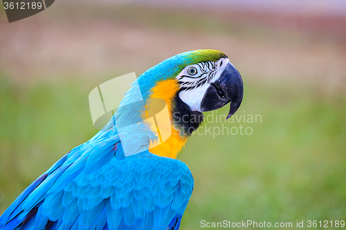 Image of A beautiful parrot with bright blue plumage on the background la