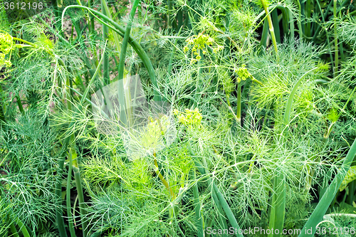 Image of Green onion and dill in the garden