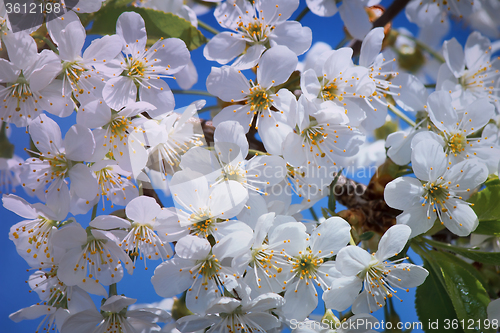 Image of Branch of blossoming cherry against the blue sky.