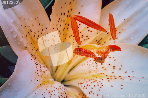 Image of Beautiful flower white Lily closeup