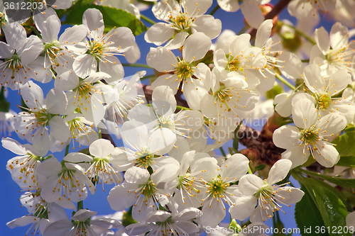 Image of Branch of blossoming cherry against the blue sky.