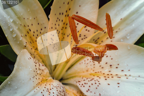 Image of Beautiful flower white Lily closeup