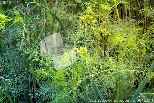 Image of Green onion and dill in the garden