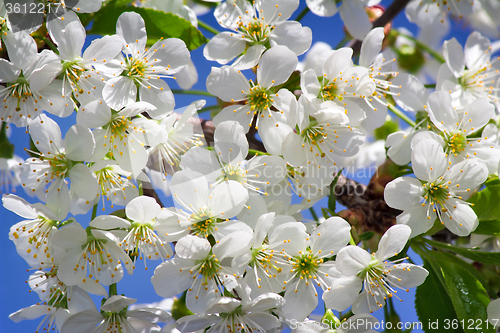 Image of Branch of blossoming cherry against the blue sky.