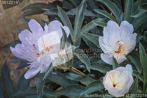 Image of Blossoming white peony among green leaves