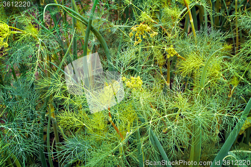 Image of Green onion and dill in the garden