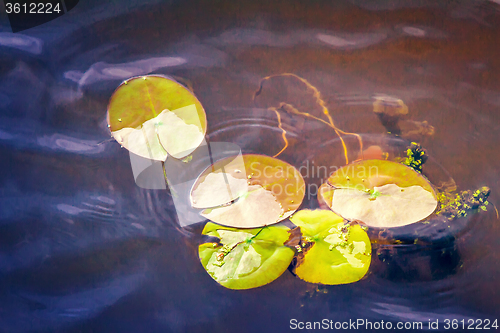 Image of The leaves of water lilies on the water in the river.