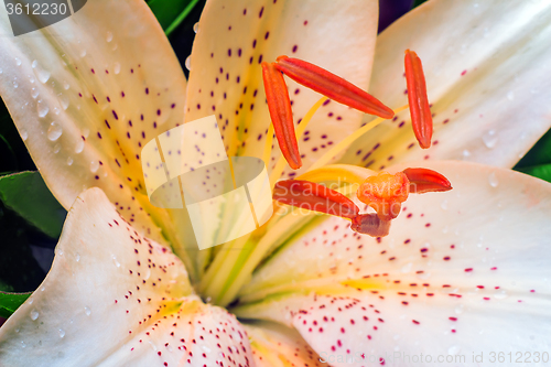 Image of Beautiful flower white Lily closeup