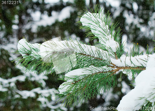 Image of Pine branch, covered with snow.
