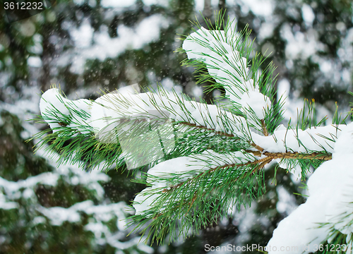 Image of Pine branch, covered with snow.