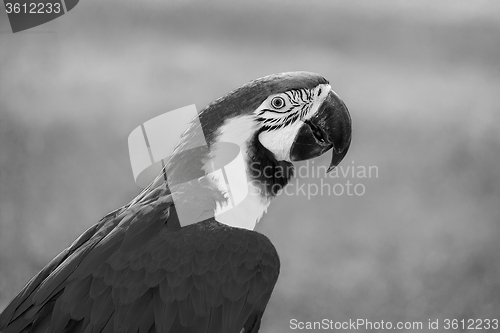 Image of A beautiful parrot with bright blue plumage on the background la