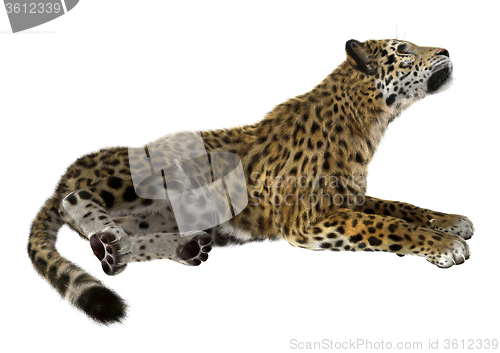 Image of Big Cat Jaguar