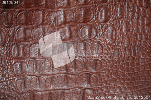 Image of crocodile skin