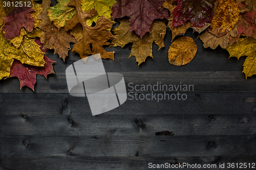 Image of Wood autumn background