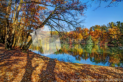 Image of Forest along Lake in the autumn, HDR image
