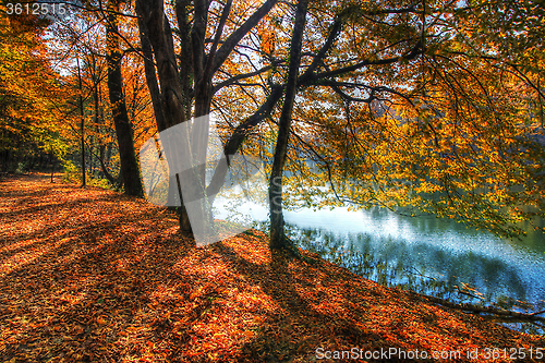 Image of Forest along Lake in the autumn, HDR image
