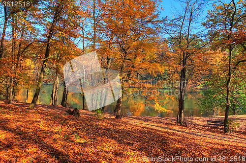 Image of Forest along Lake in the autumn, HDR image