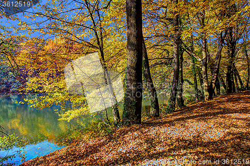 Image of Forest along Lake in the autumn, HDR image