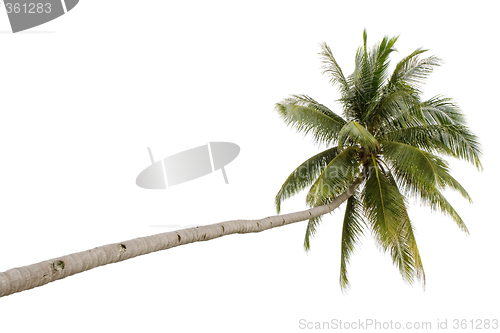 Image of Palm tree isolated

