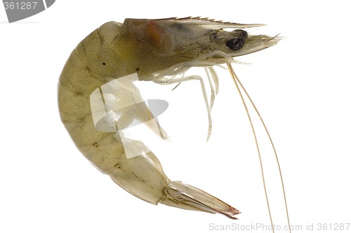 Image of Raw grey prawn

