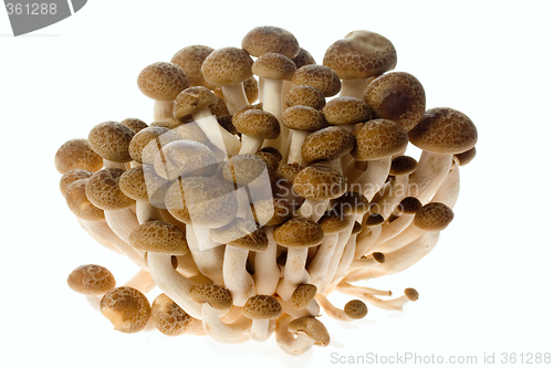 Image of Brown beech mushrooms

