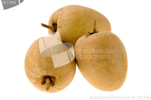 Image of Tropical fruit - Chiku

