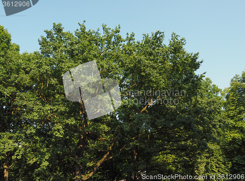 Image of Tree top