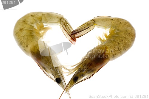 Image of Grey prawns in love

