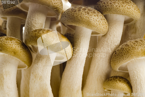 Image of Brown beech mushrooms closeup


