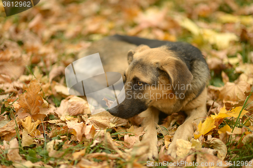 Image of dog lying on fallen leaves