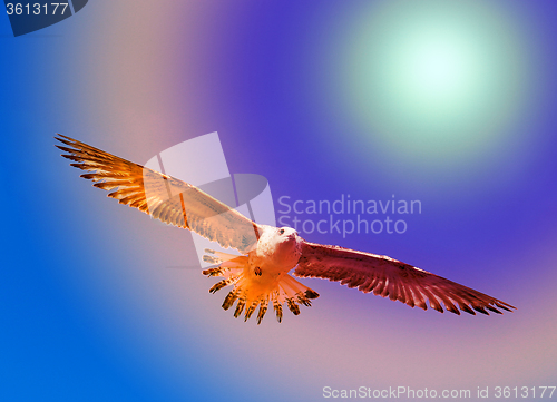 Image of Beautiful seagull sea  