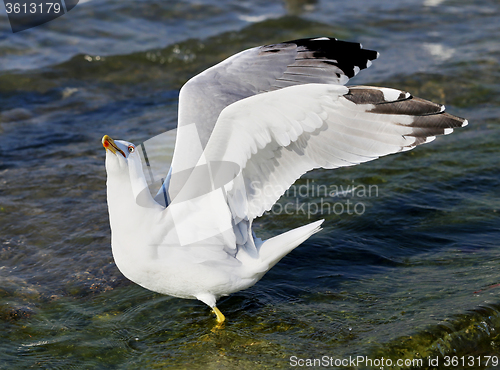 Image of Beautiful seagull sea  