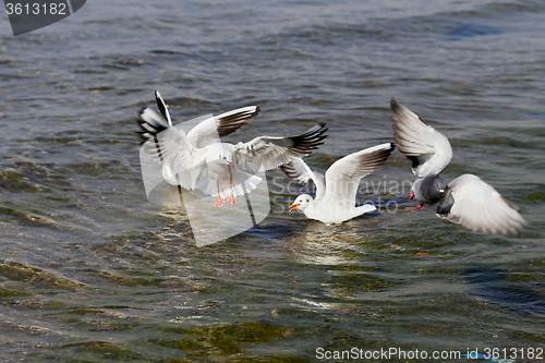 Image of Beautiful seagull sea  