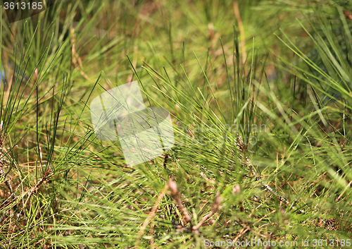 Image of Pine a needles  