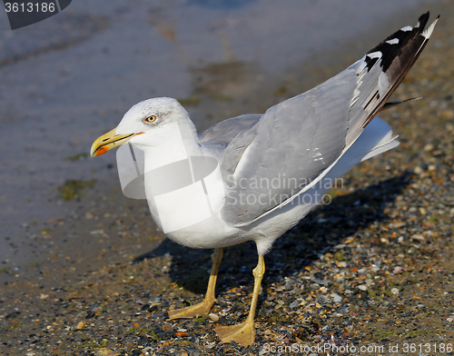 Image of Beautiful seagull sea  