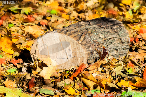 Image of Oak logs on fallen colorful autumn leaves