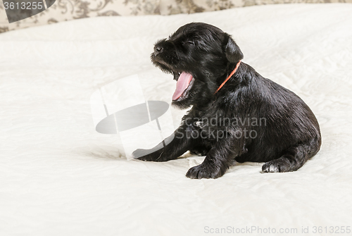 Image of Small puppi breed Miniature Schnauzer 