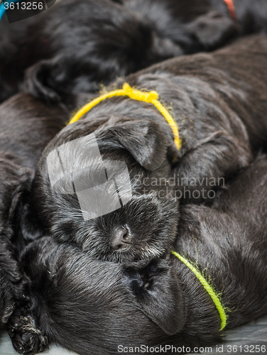 Image of Small group puppi breed Miniature Schnauzer 