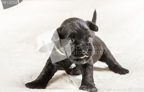 Image of Small puppi breed Miniature Schnauzer 