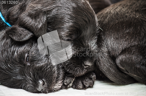 Image of Small group puppi breed Miniature Schnauzer 