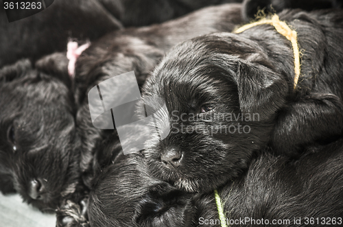 Image of Small group puppi breed Miniature Schnauzer 