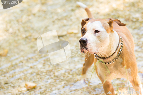 Image of American staffordshire terrier dog playing in water.