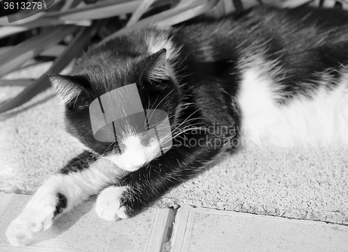 Image of Beautiful cat lying 