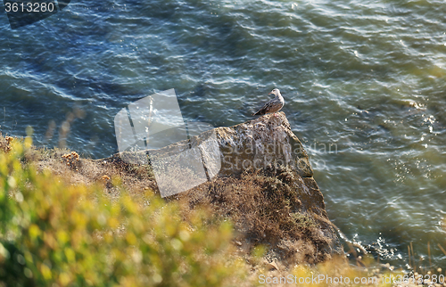 Image of Seagull sitting on a rock 