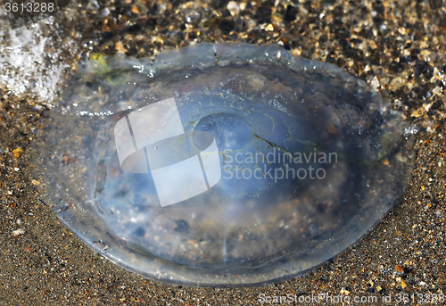 Image of round jellyfish lying  