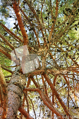 Image of Pine a needles  