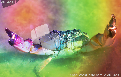 Image of Marine crab in the water 