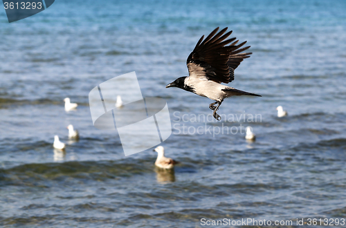 Image of Beautiful raven flying  