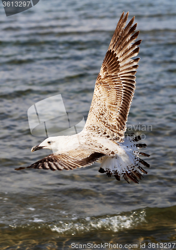 Image of Beautiful seagull sea  