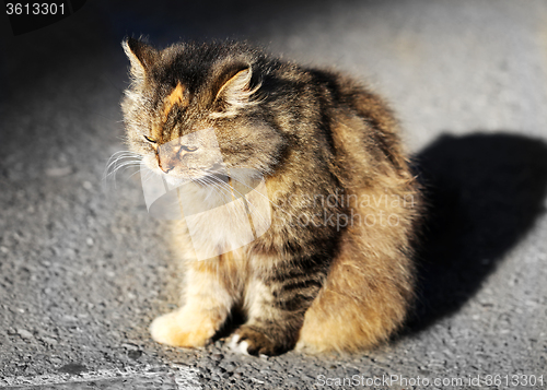 Image of Beautiful sad cat 